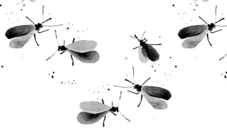 Dealing with Houseplant Pests, Part 2: The 7 Most Common Indoor Plant Bugs and How to Eradicate Them