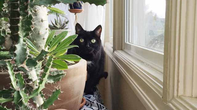 10 Inspiring Instagram Accounts You Need to Follow If You Love Plants