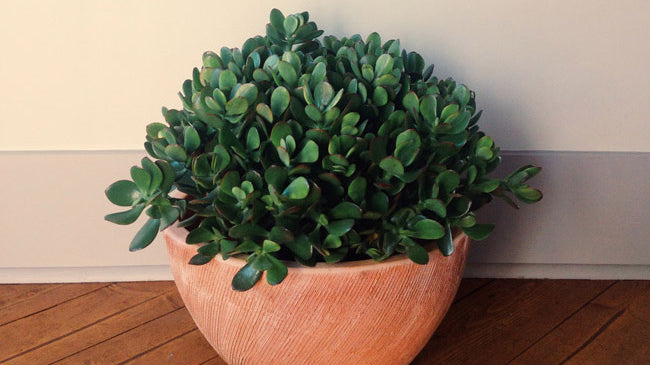 Fall Houseplant Care: Indoor Garden Tips