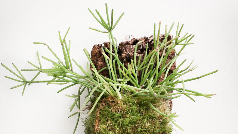 Mounted Jungle Cactus Care: How to Grow Rhipsalis, Hatiora and Other Epiphytes