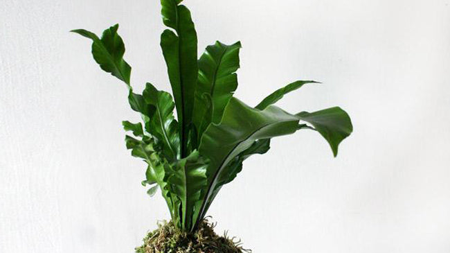 Kokedama Care: How to Care for Kokedama String Gardens