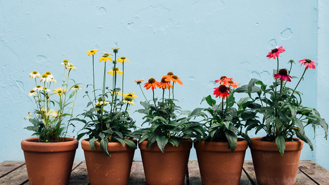 Late Summer Color: Five Flowers to Keep your Garden Glowing