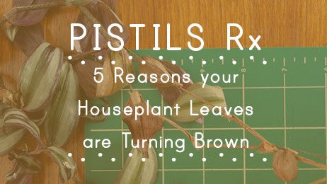 Pistils Rx: 5 Reasons your Houseplant’s Leaves are Turning Brown