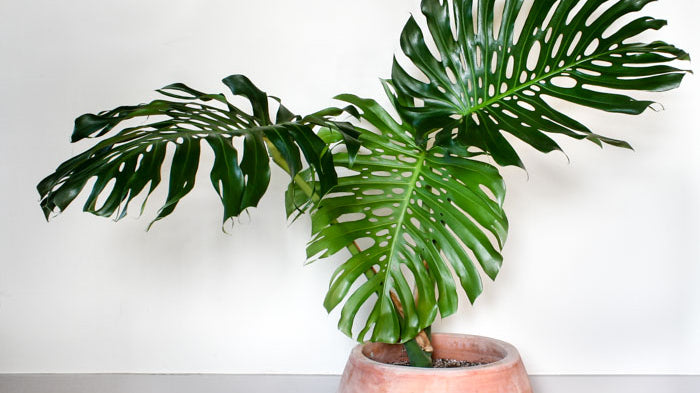 Monster Greenery: Create an Indoor Jungle with these Large Indoor Plants