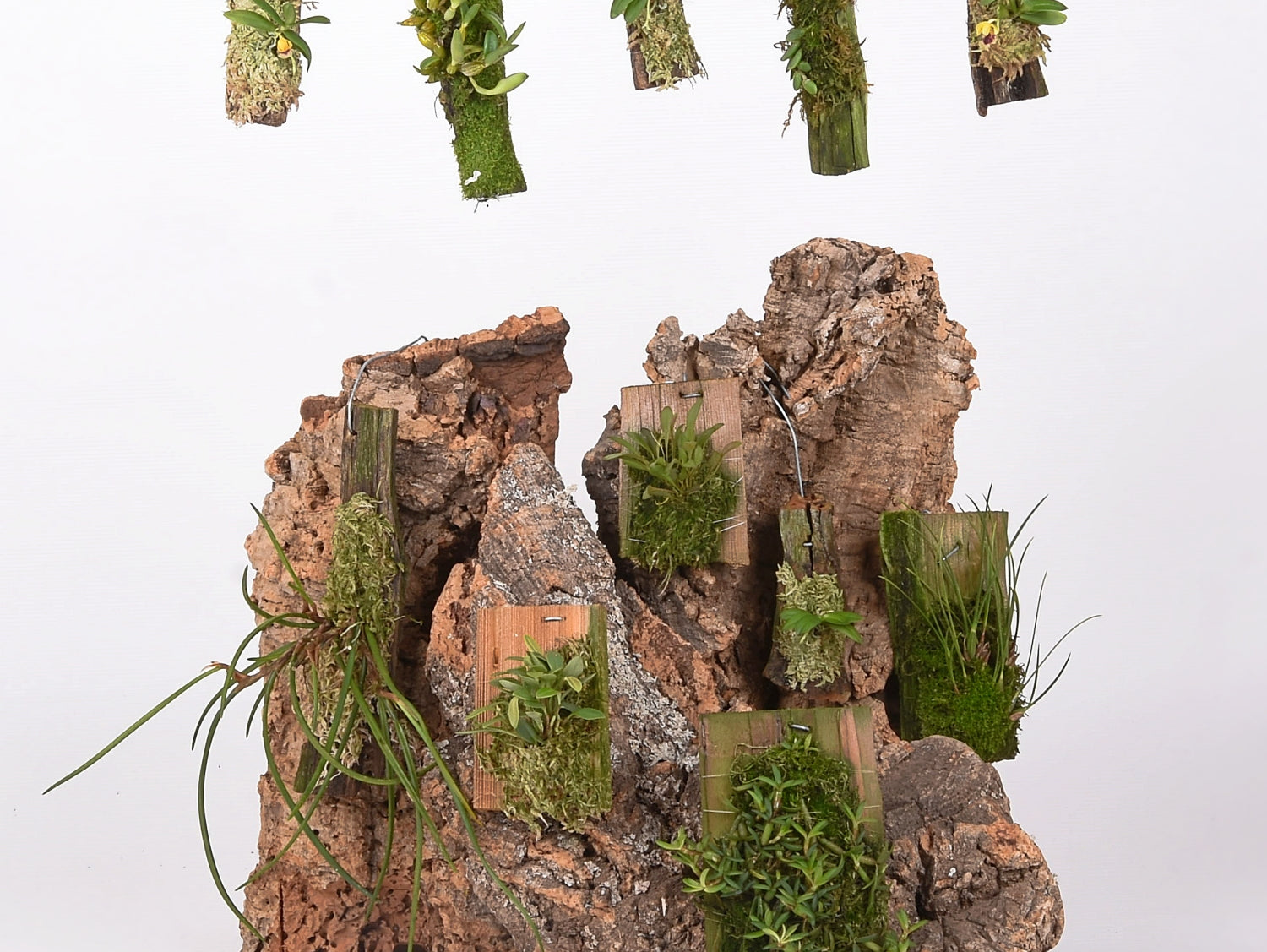 Growing Mounted Miniature Orchids in the Home