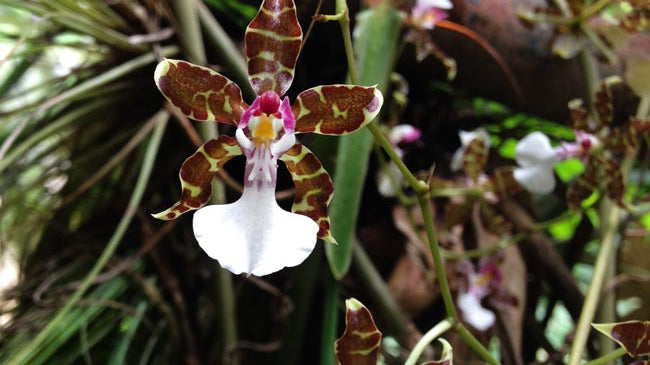 5 Things You Didn’t Know About Epiphytes: A Visit to Orchídeas Moxvinquil