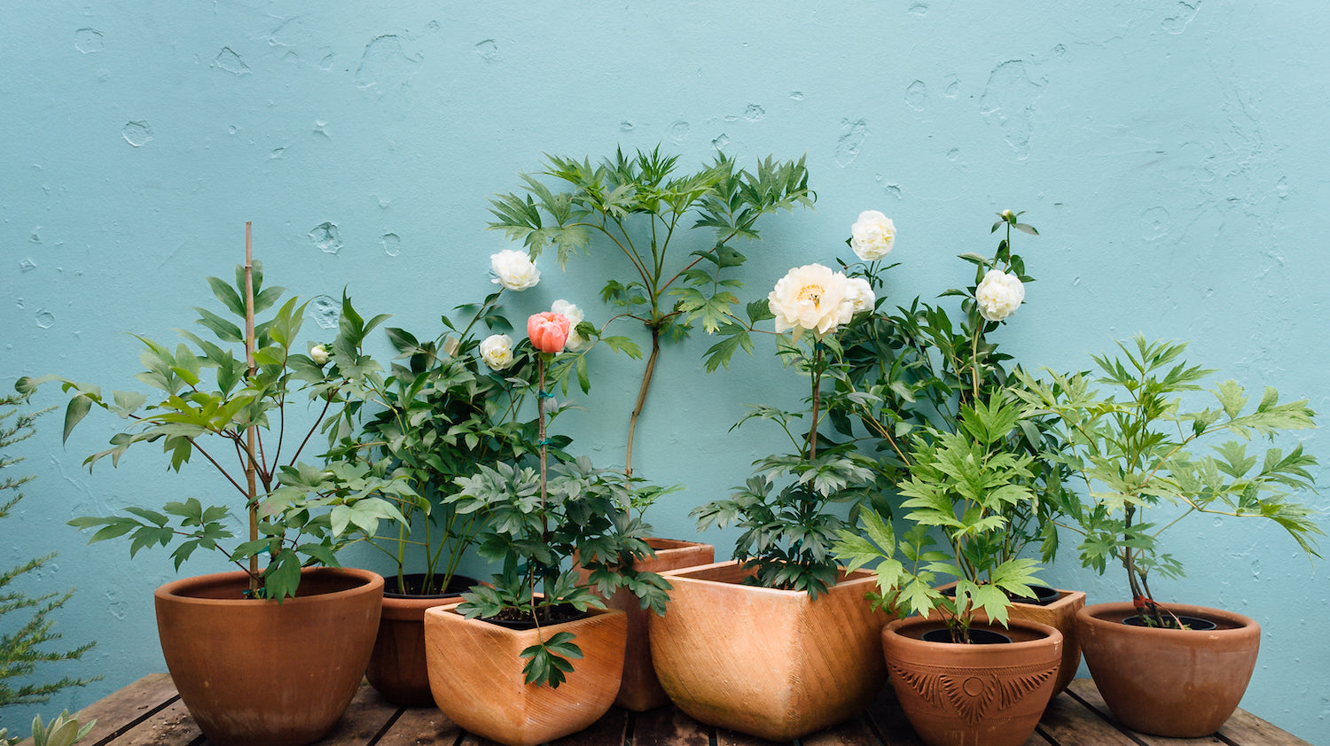 Peony Perfection: a Mother’s Day Garden Gift that Flowers Year After Year