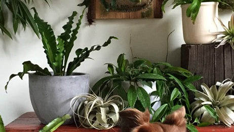 Plants and Pets: Our 10 Favorite Pet-Safe Indoor Plants