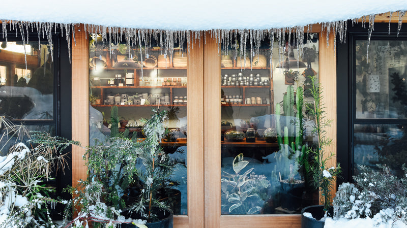 Winter Houseplant Care: Tips to Keep your Indoor Plants Thriving Through the Season