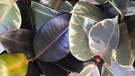 Plant Podcasts: Five Favorites for Plant Education, Inspiration and Appreciation