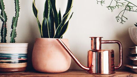 5 Tips to Revitalize Houseplants (and Keep Them Alive in Winter)