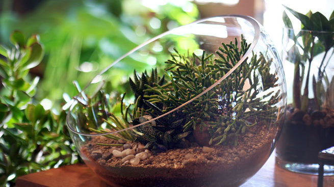 Top Ten Low Light Terrarium Plants