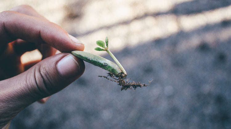 How To Propagate Plants for Beautiful DIY Holiday Gifts