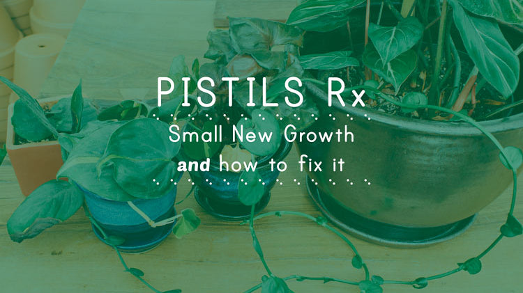 Pistils Rx: Small New Growth on Indoor Plants