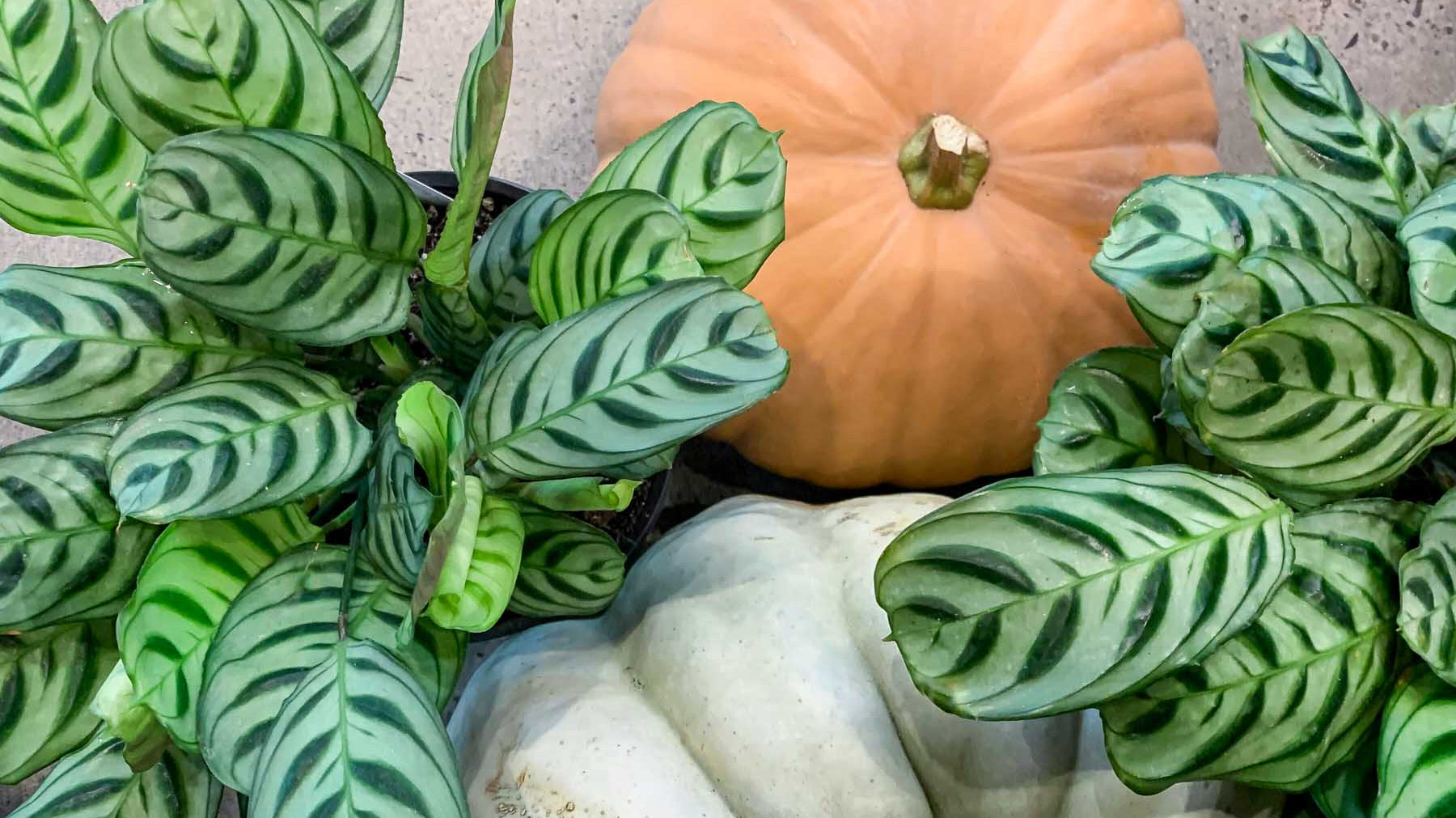 10 Spooky Plants to Haunt Your House This Fall