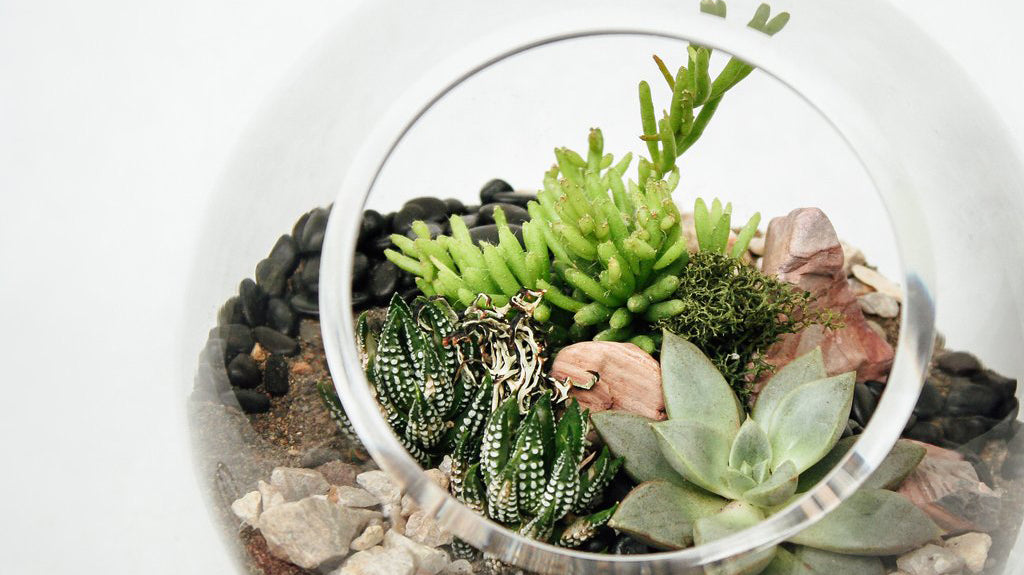 Terrarium Care: How To Care For A Terrarium with Succulents, Cacti and Tropical Plants
