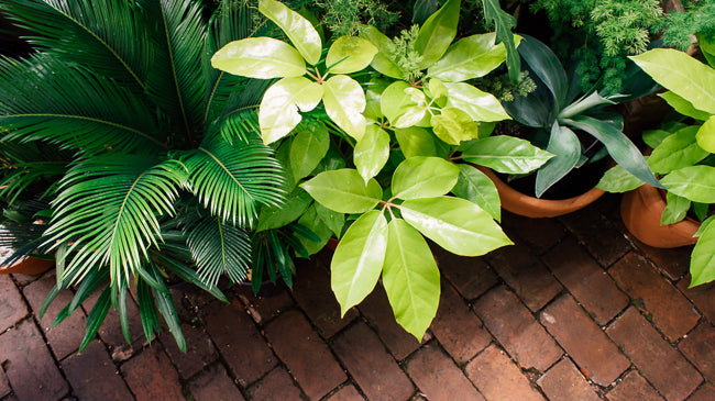 Summer Plant Care: 8 Tips to Survive a Heat Wave