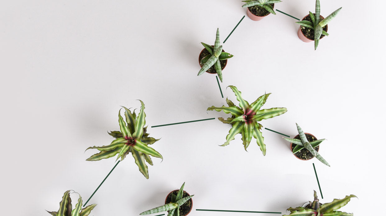 These Are the Best Houseplants for your Zodiac Sign