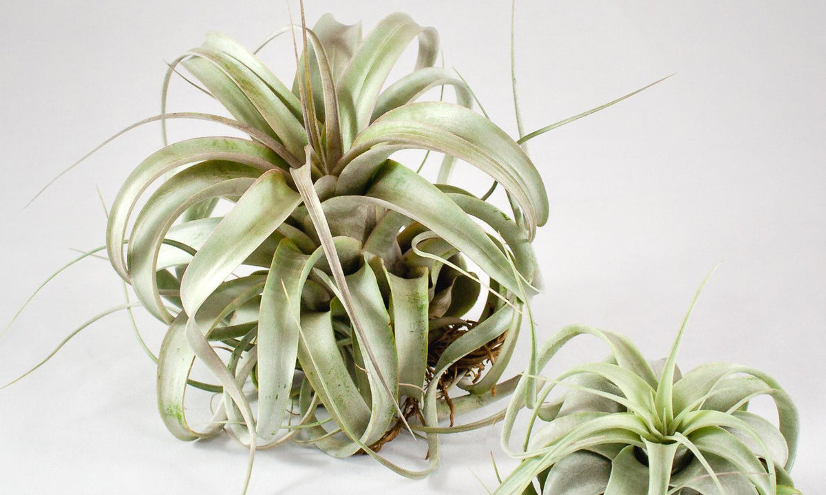 Air Plant Care: How To Care For Air Plants, Aeriums, Tillandsia Mounts   Pistils Nursery