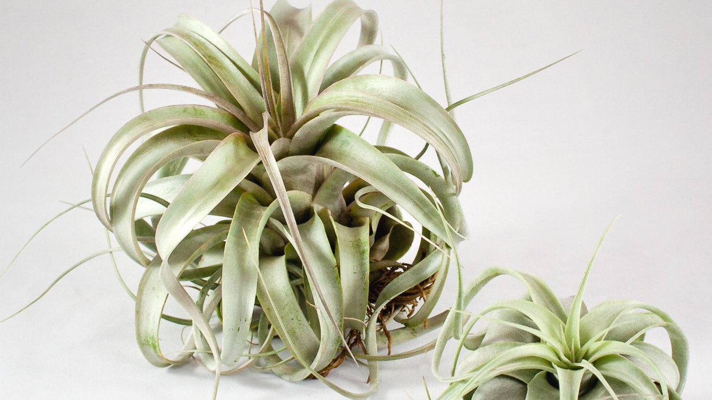 Air Plant Care: How To Care For Air Plants, Aeriums and Tillandsia Mounts