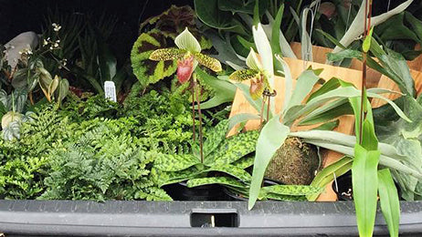 Traveling with Houseplants: A Guide to Moving Plants by Car, Plane and Mail