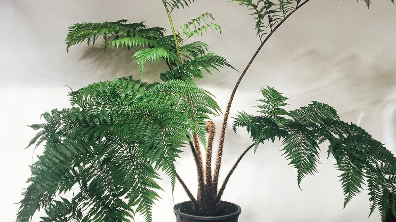 Plant Crush: Meet The Tree Fern