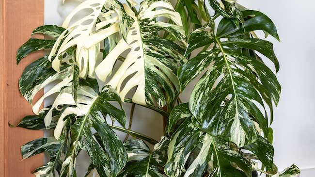 Variegated Indoor Plants: The Science Behind the Latest Houseplant Trend