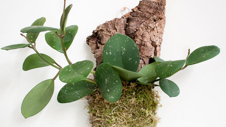 Mounted Tropical Plant Care: How to Grow Epiphytic Tropical Plants