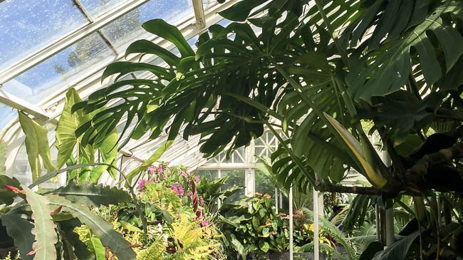 Volunteer Park Conservatory: Seattle’s Tropical Plant Paradise