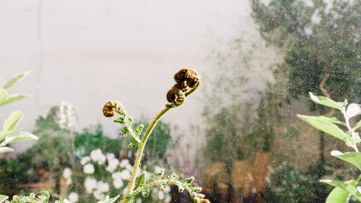 Fondness for Fronds: An Introduction to Ferns