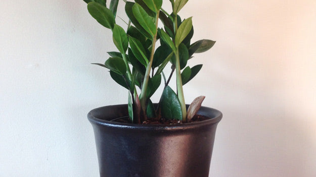 Easy Indoor Plants: Our Top 5 for the Horticulturally Challenged