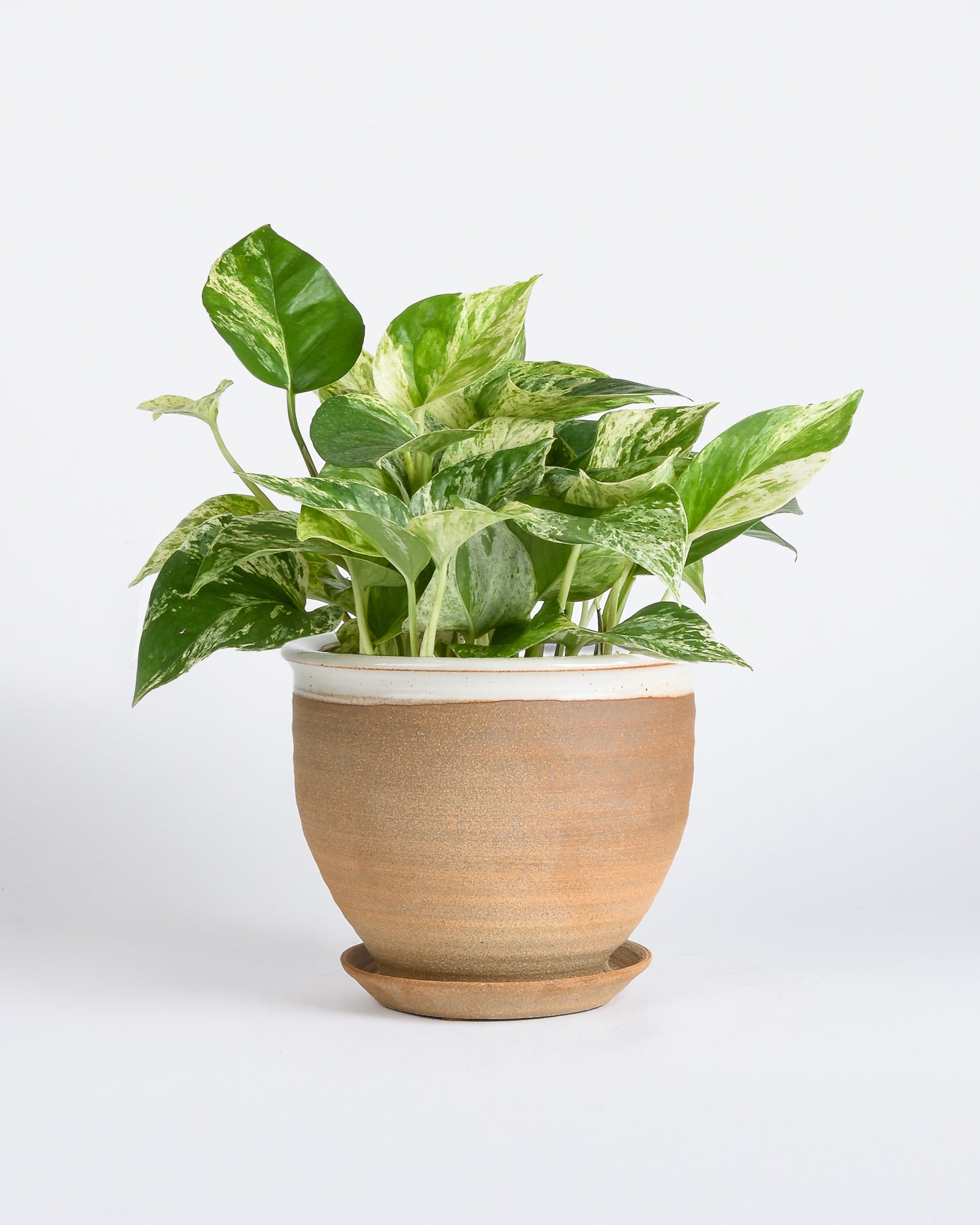 6" Pothos 'Marble Queen' potted into large dipped stoneware planter with white glaze around the opening of the planter