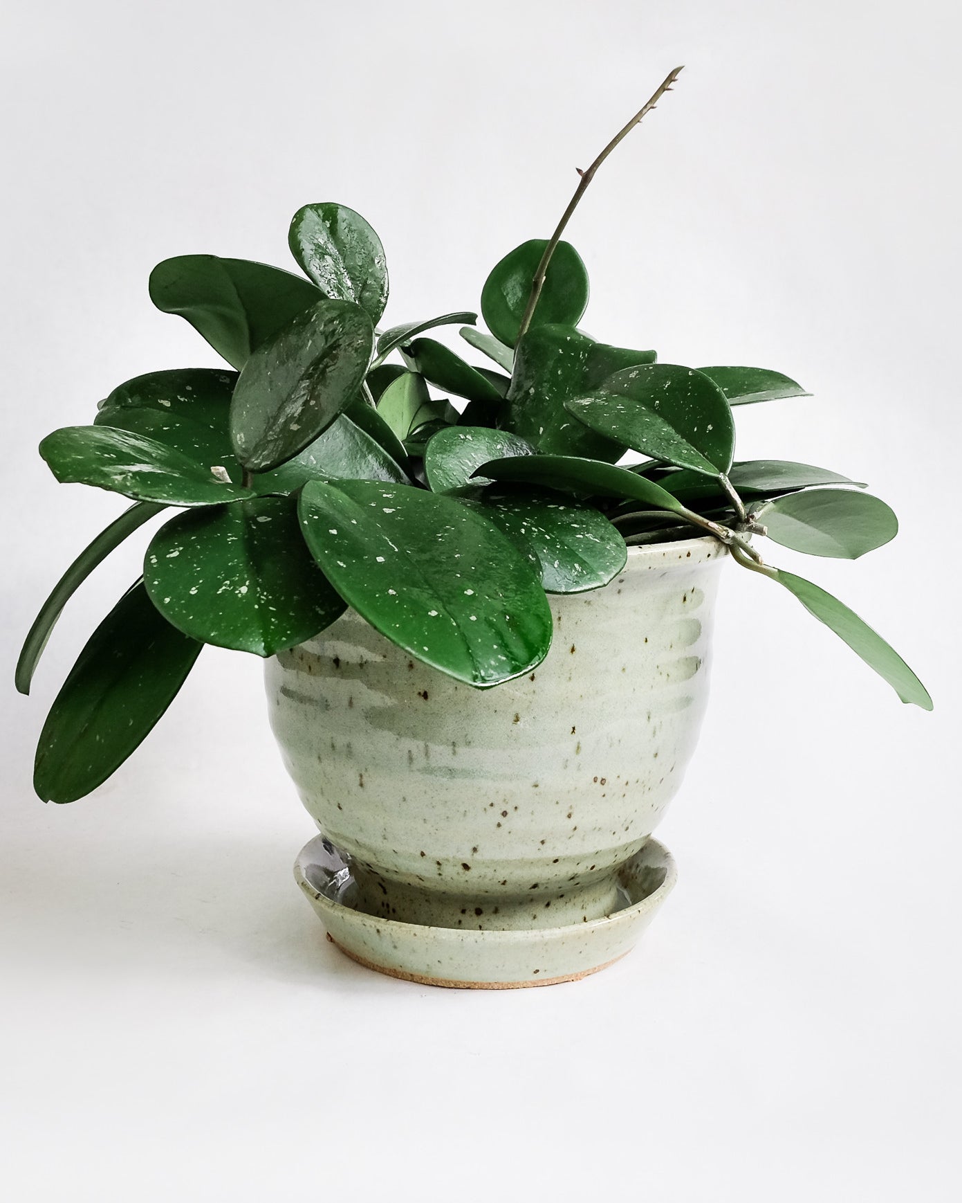 6" Hoya Obovata potted in large bell shaped celadon planter