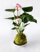 Anthurium plant with base wrapped in circular bright green moss ball on white background