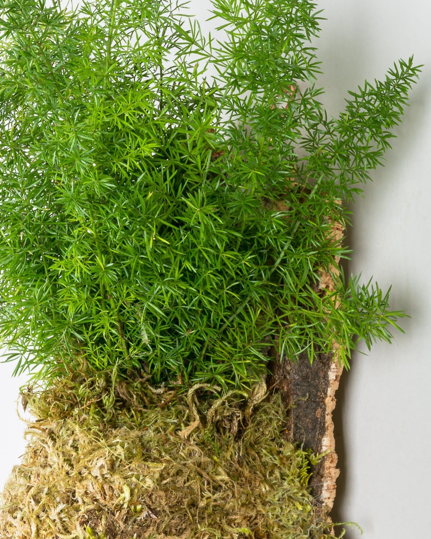 Closeup of lacy Asparagus sprengerii foliage emerging from moss pouch mounted to cork