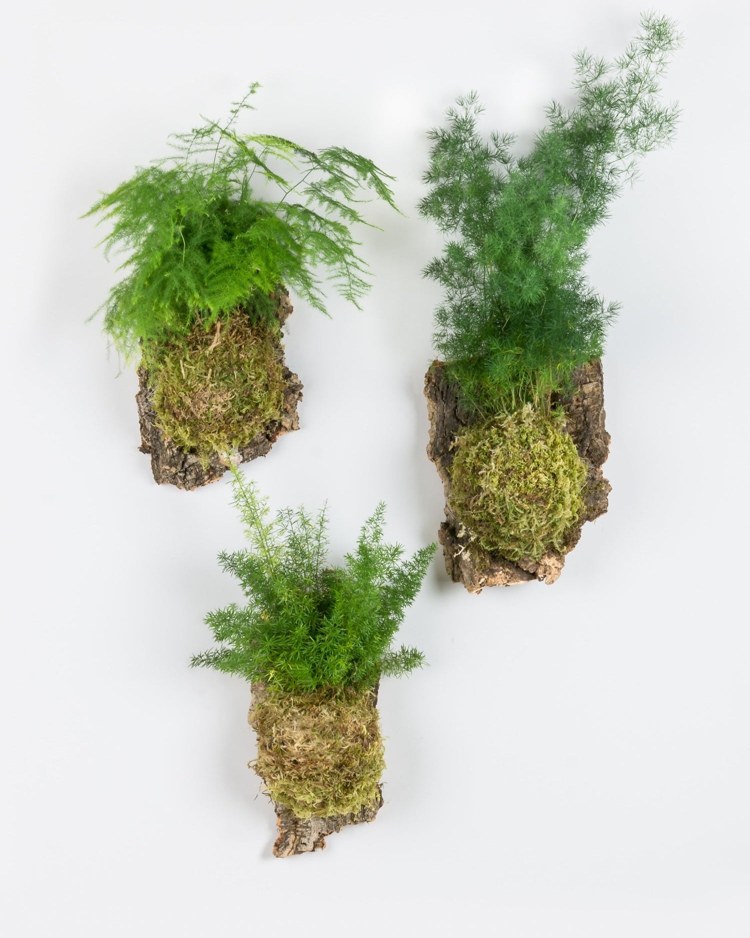 Three asparagus ferns mounted onto cork hanging on white wall