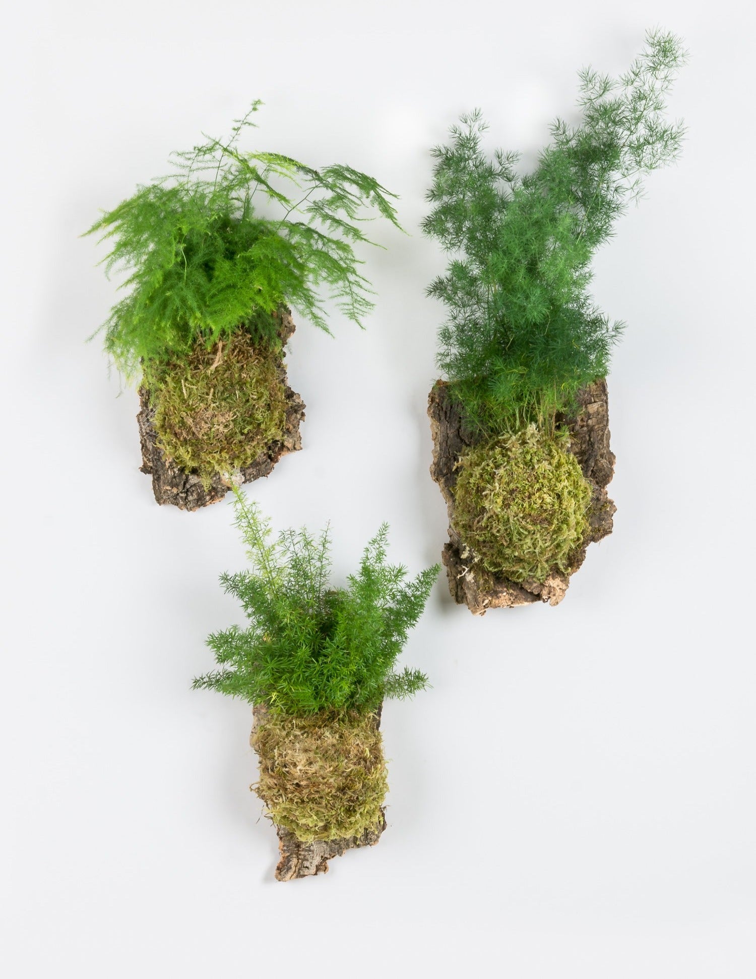 Three asparagus ferns mounted onto cork hanging on white wall