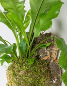 Closeup of wavy green asplenium leaves emerging from bright green sphagnum moss on cork attached to wall by copper loop 