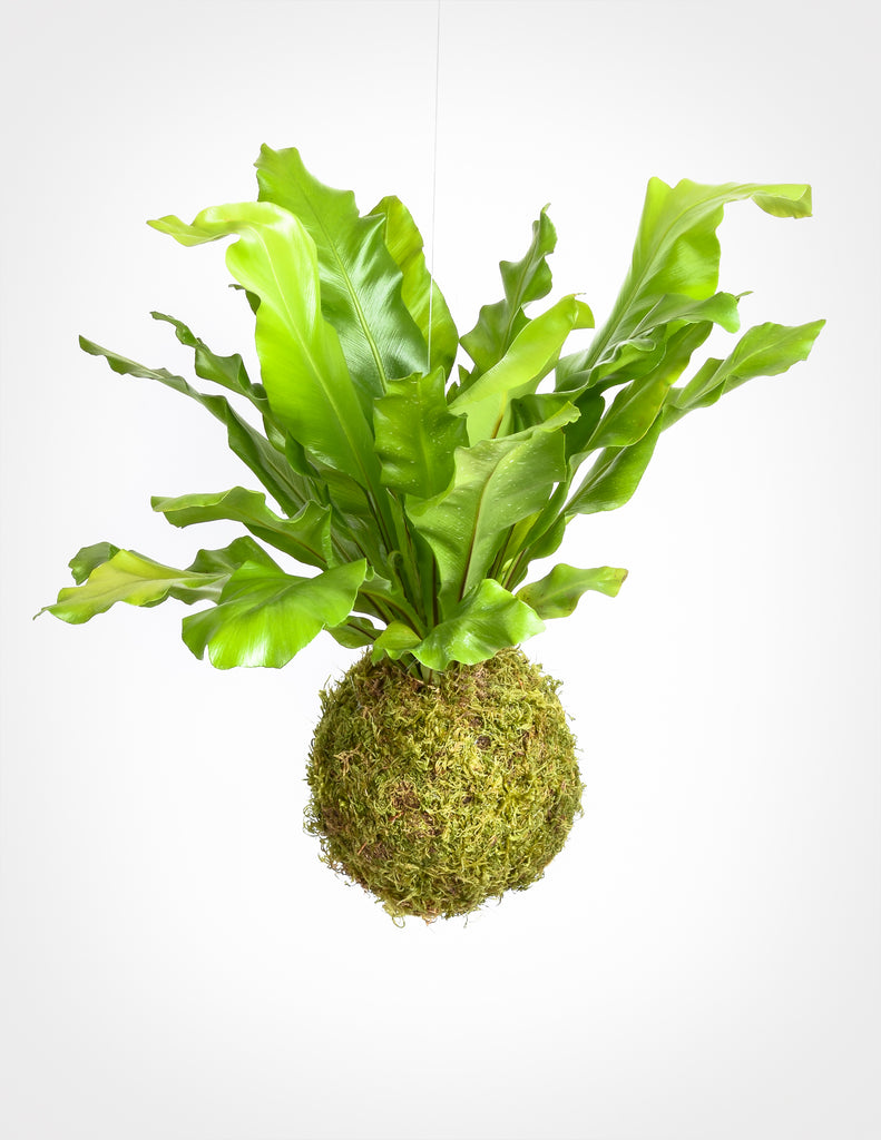 Asplenium nidus with long green wavy paddle shaped leaves emerging from circular moss ball