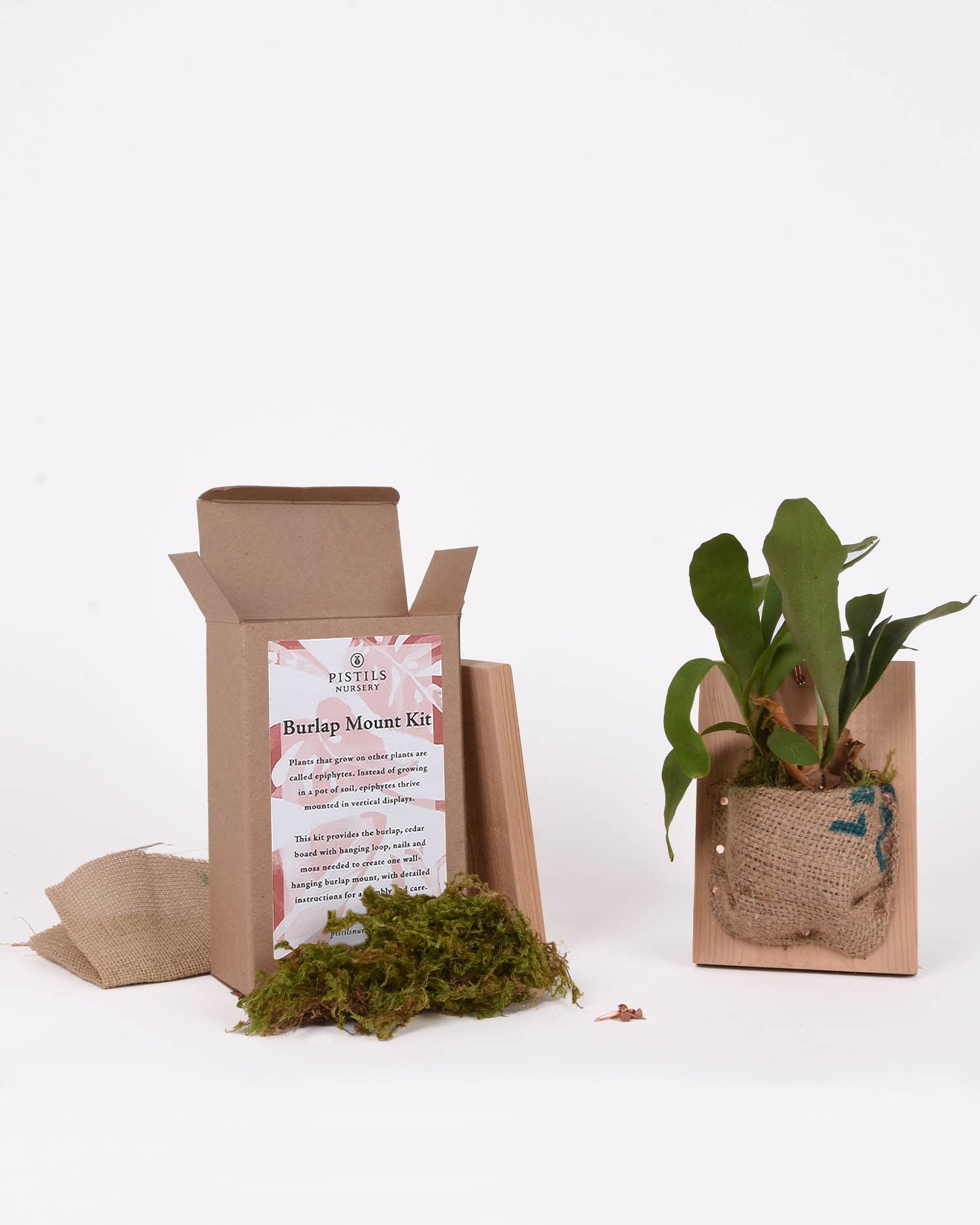 Open Burlap Mounting Kit supplies box showing moss, burlap, nails and board, sitting next to completed staghorn burlap mount
