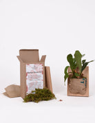 Open Burlap Mounting Kit supplies box showing moss, burlap, nails and board, sitting next to completed staghorn burlap mount
