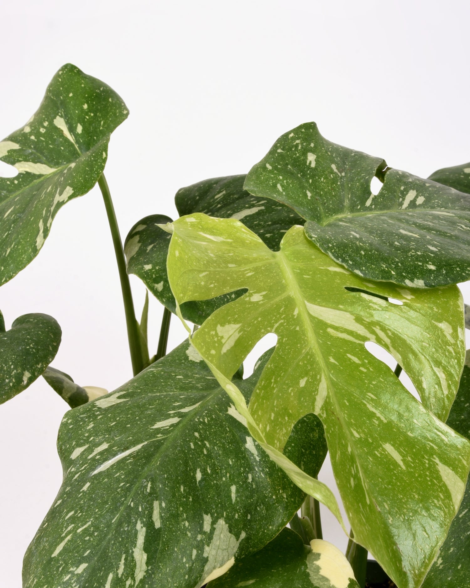 New 'Thai Constellation" foliage forming with fenestrations and creamy white dappled leaves 