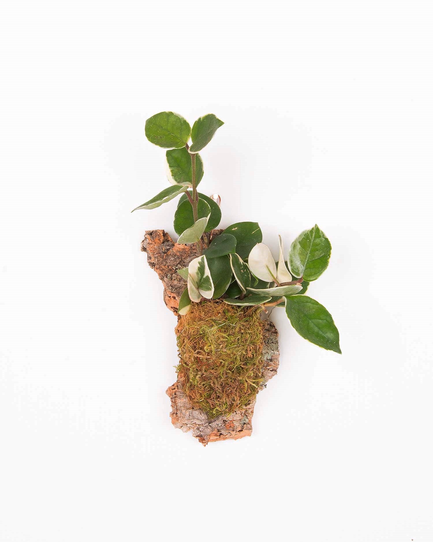 Hoya 'Krimson Queen' mounted on cork using sphagnum moss