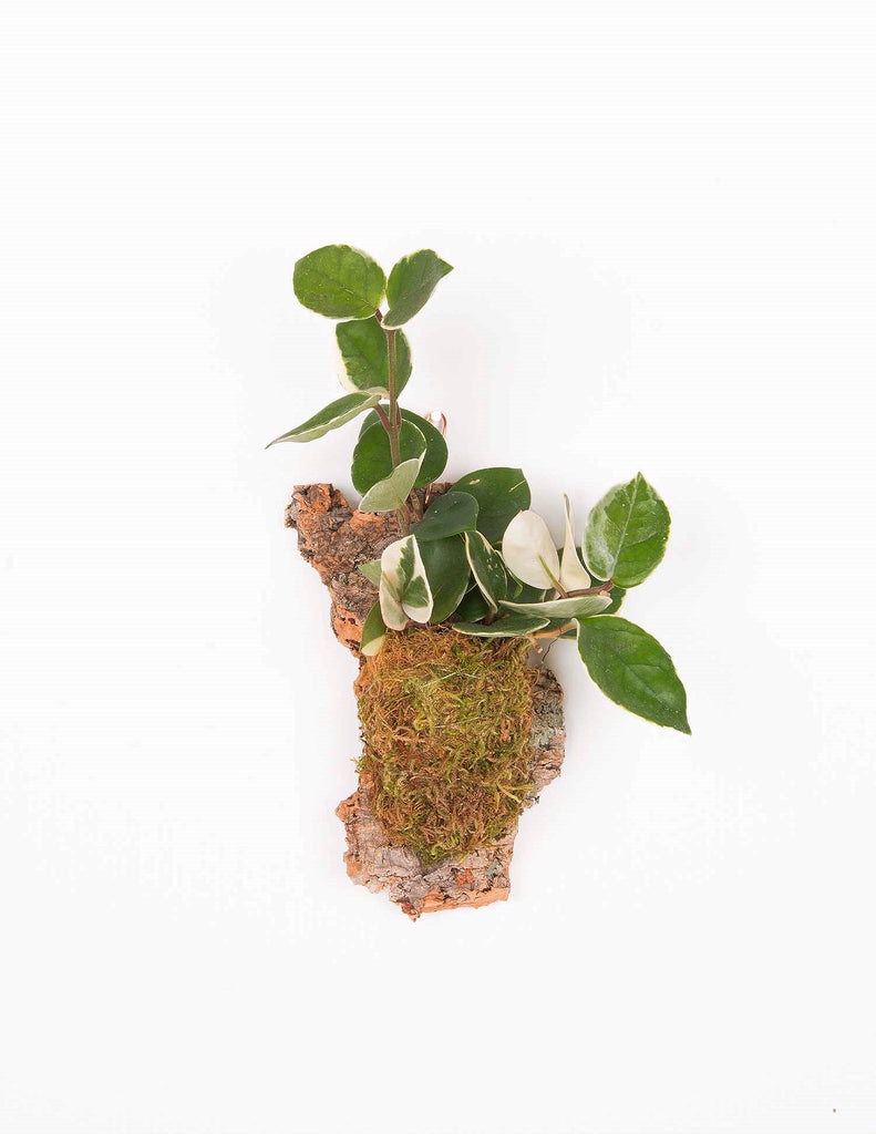 Hoya 'Krimson Queen' mounted on cork using sphagnum moss