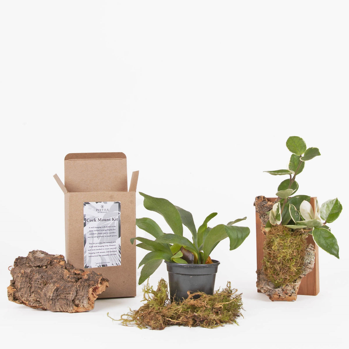 how to attach air plants to cork bark DIY Cork Mount Kit - Plant Craft