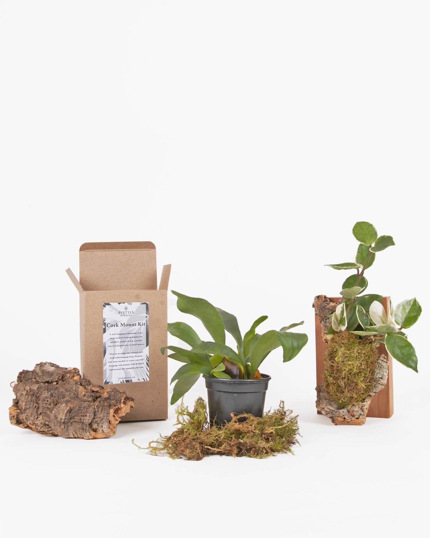 Staghorn Fern, Spaghnum moss, cork piece and finished cork mount next to open kit box