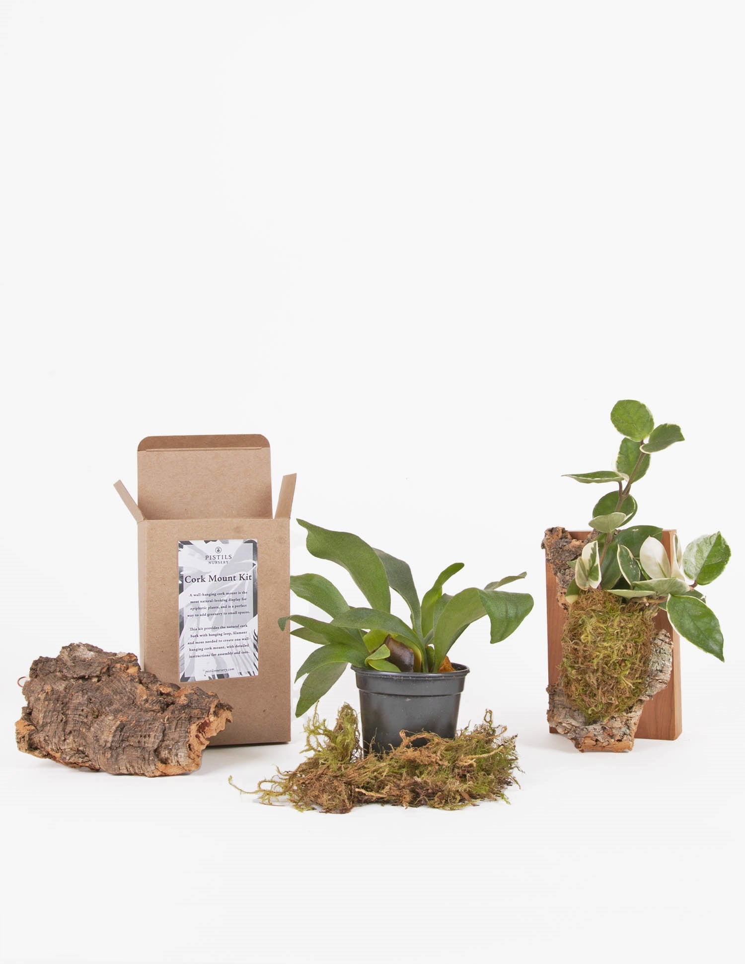 Staghorn Fern, Spaghnum moss, cork piece and finished cork mount next to open kit box