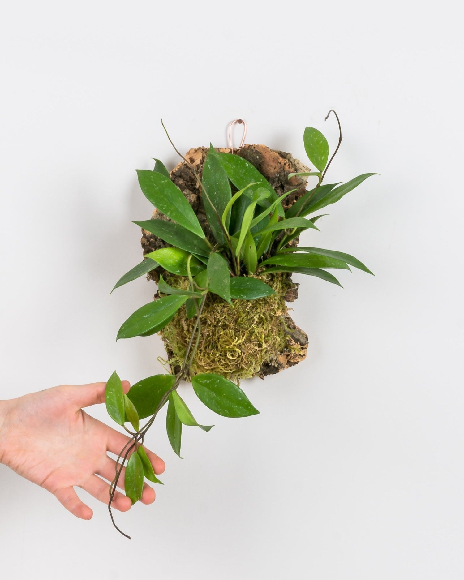 Hoya pubicalyx mounted onto cork piece using bright green sphagnum moss with hand holding the end of the trailing vines