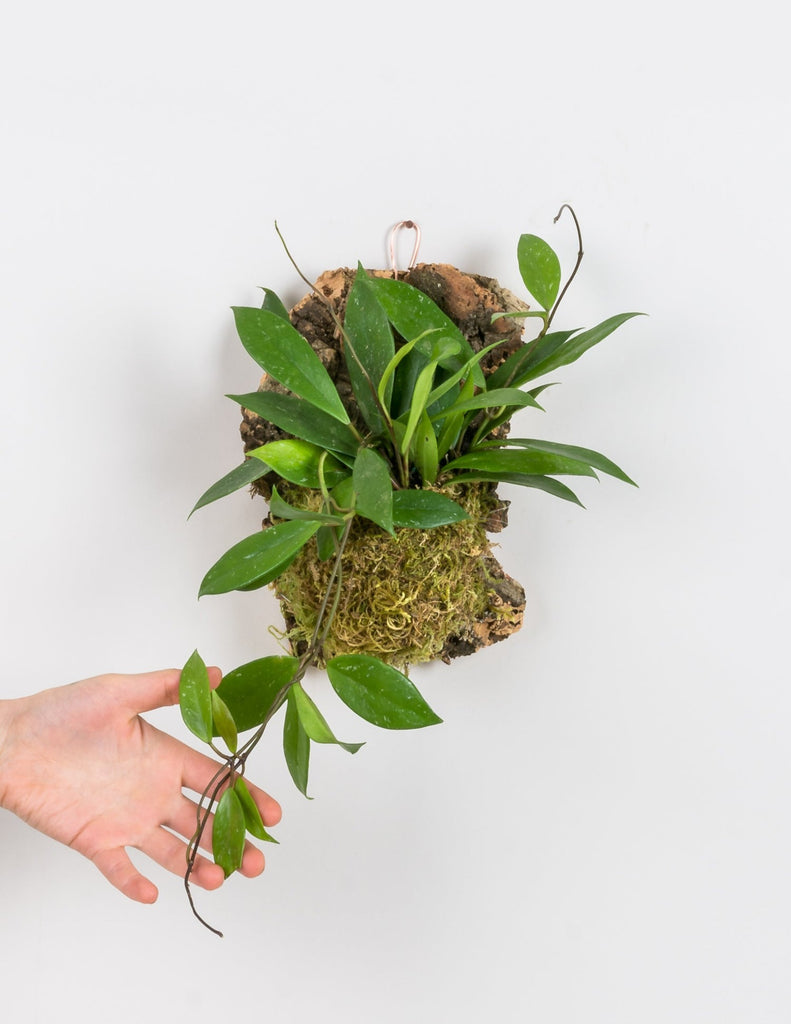 Hoya pubicalyx mounted onto cork piece using bright green sphagnum moss with hand holding the end of the trailing vines