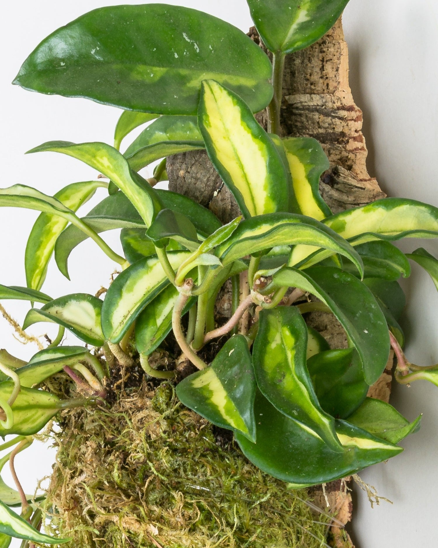 Close up of Hoya Krimson Queen vines growing out of sphagnum moss onto cork